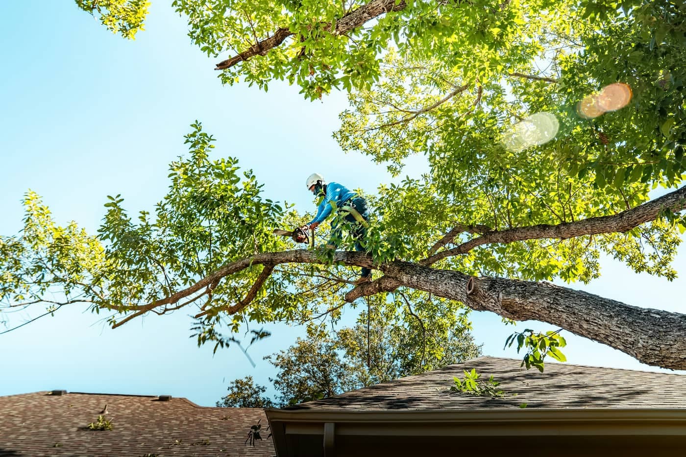 Timberworks Tree Service